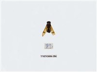 藏品(雙翅目)的圖片